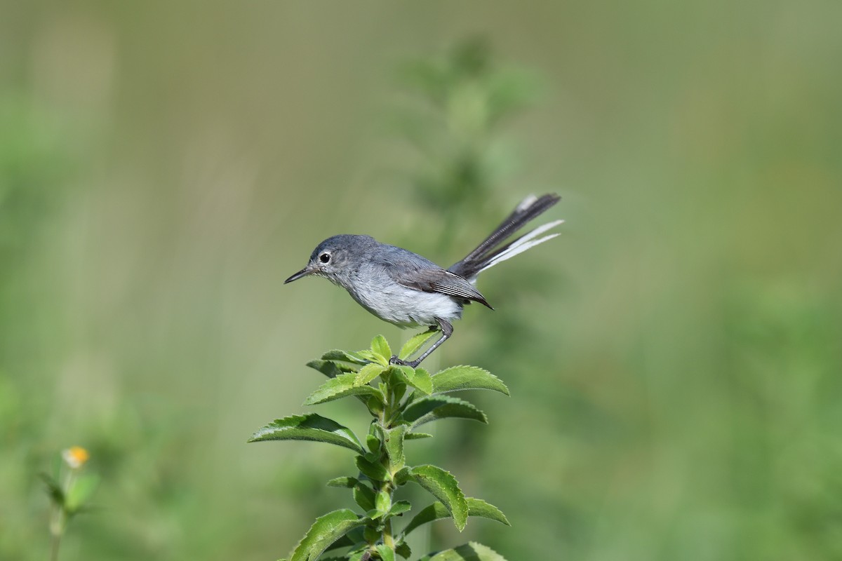 Blue-gray Gnatcatcher (Cozumel) - ML616866412