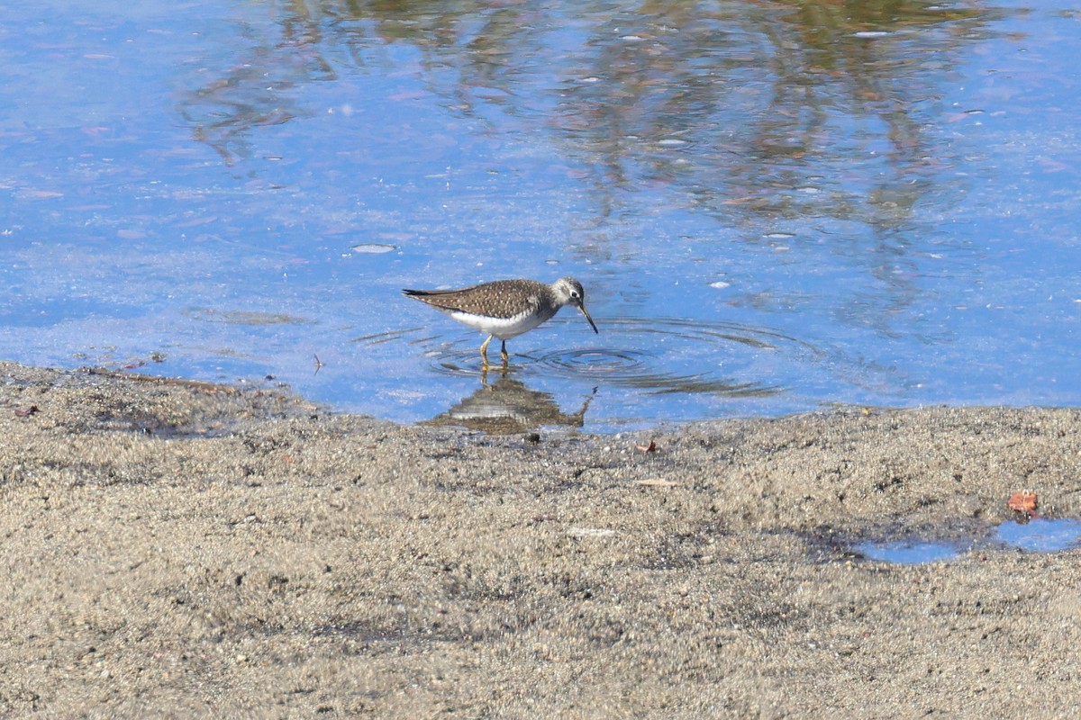 Solitary Sandpiper - ML616866417