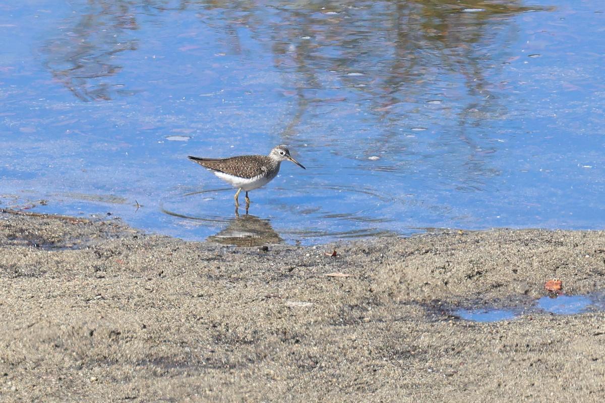 Solitary Sandpiper - ML616866418