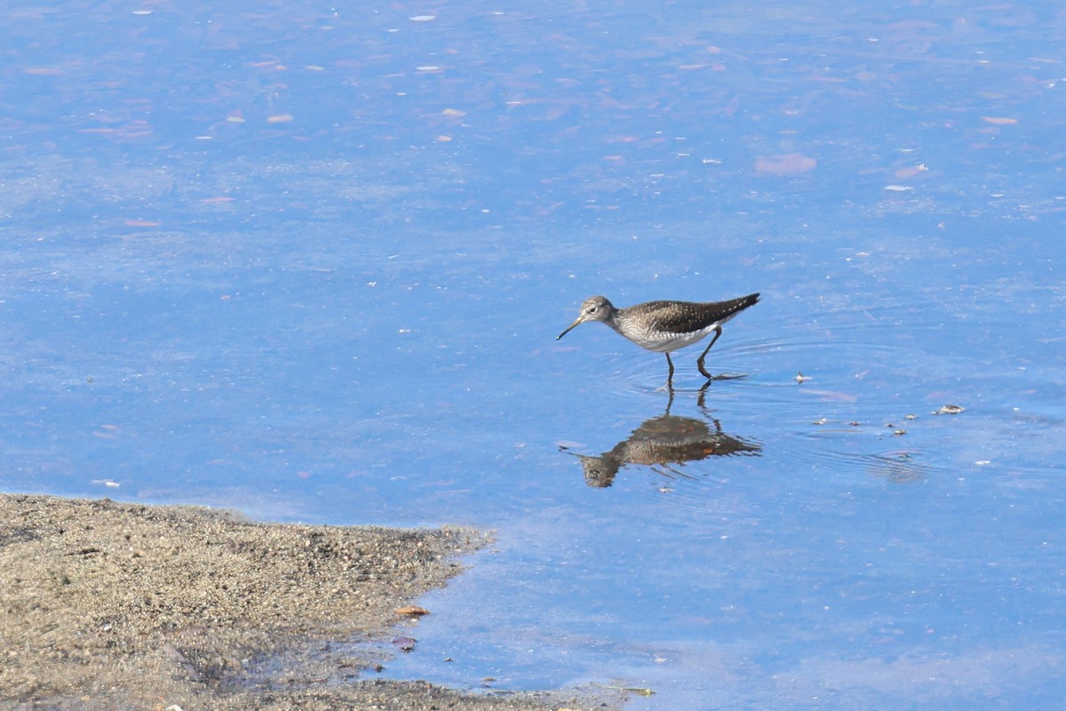 Solitary Sandpiper - ML616866421