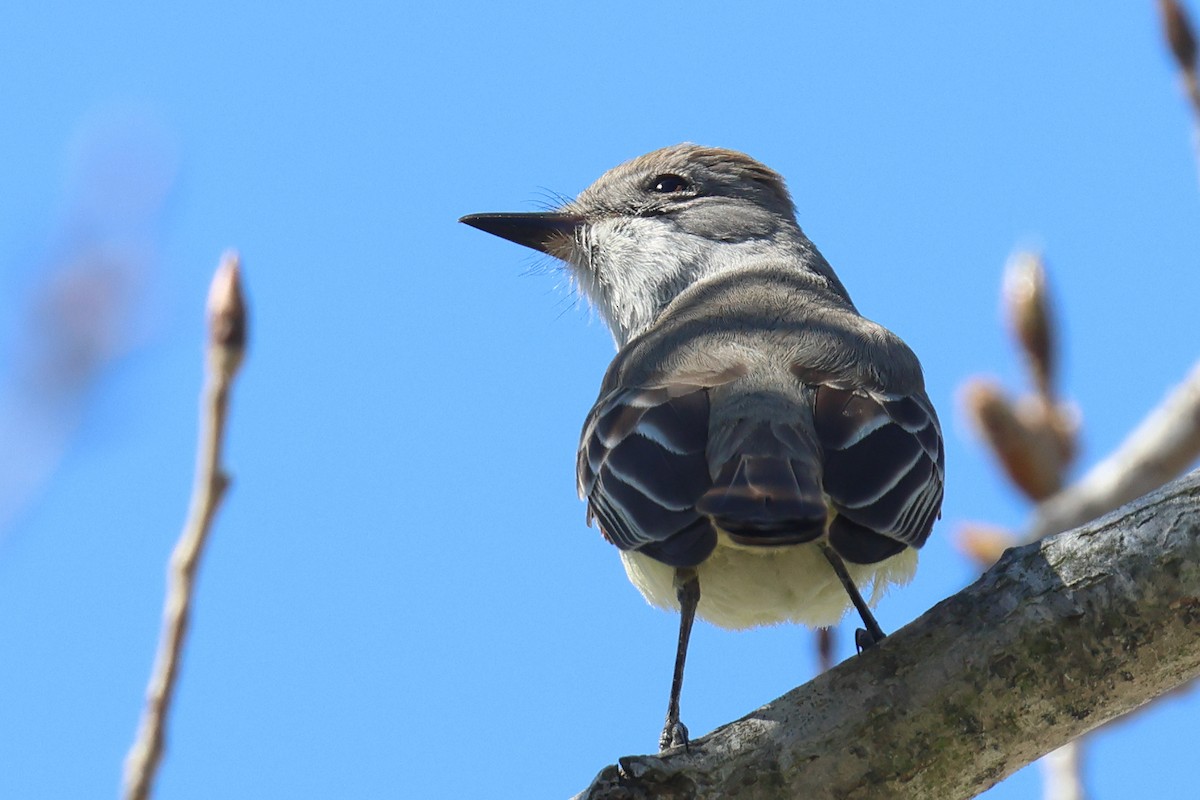 Ash-throated Flycatcher - ML616866442