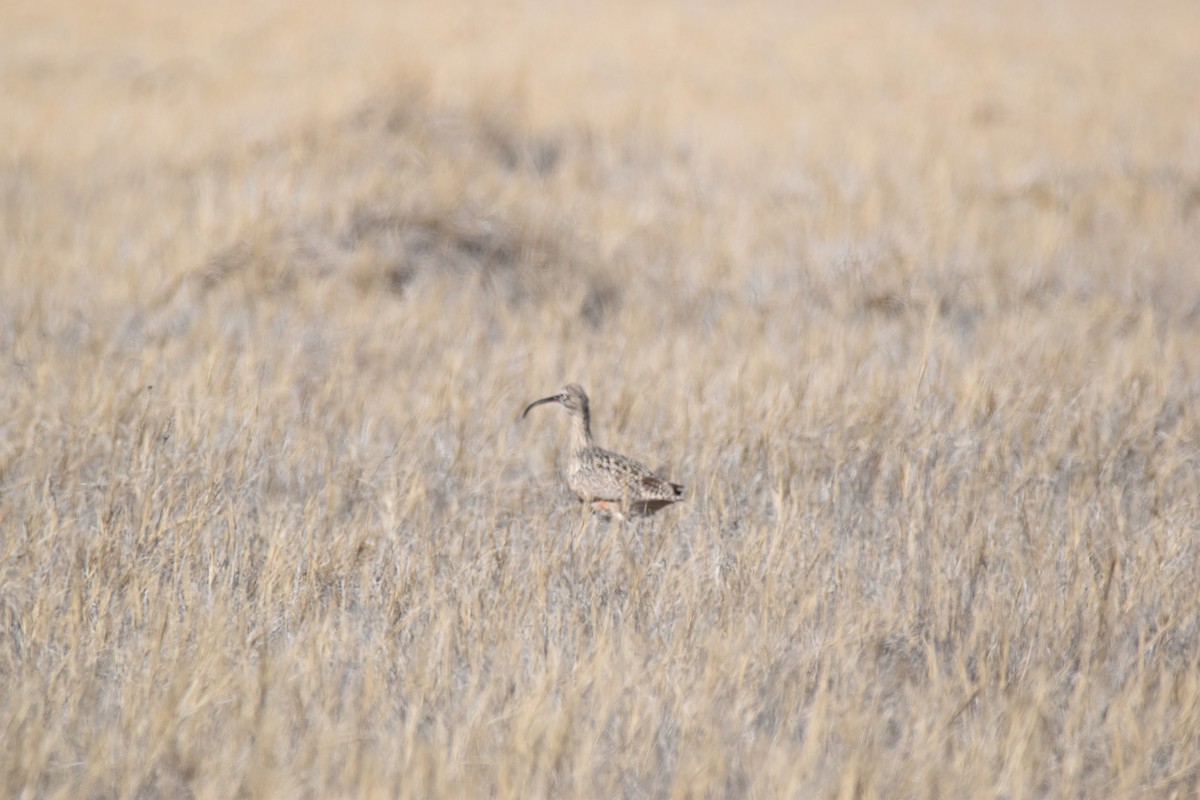 Long-billed Curlew - Patrick McAtee