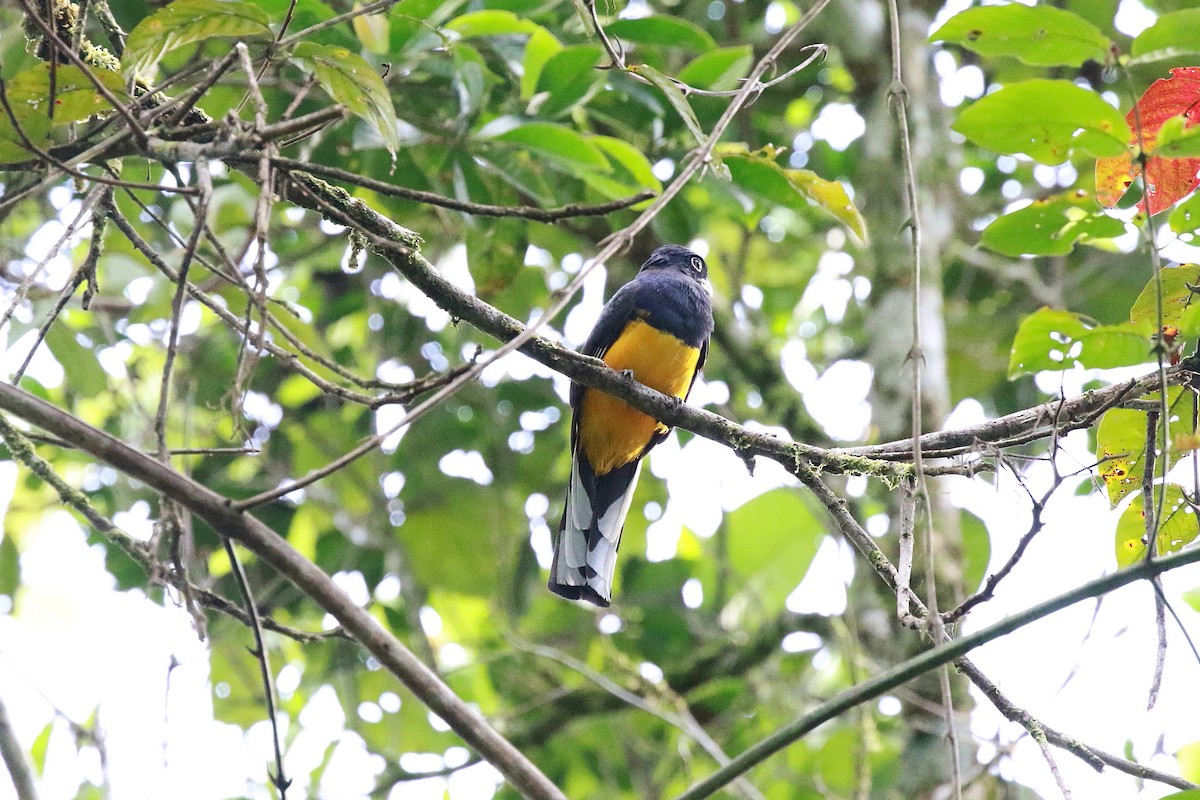 Trogon à queue blanche - ML616866562