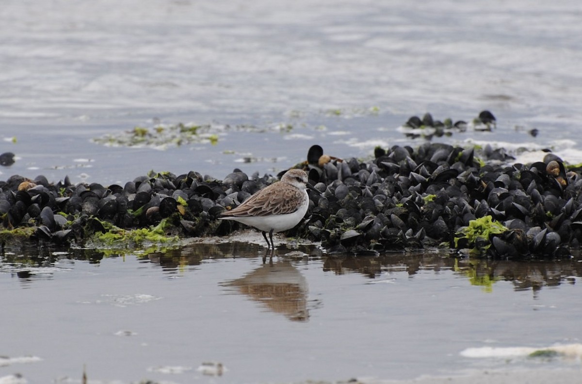 Western Sandpiper - Mike McBrien