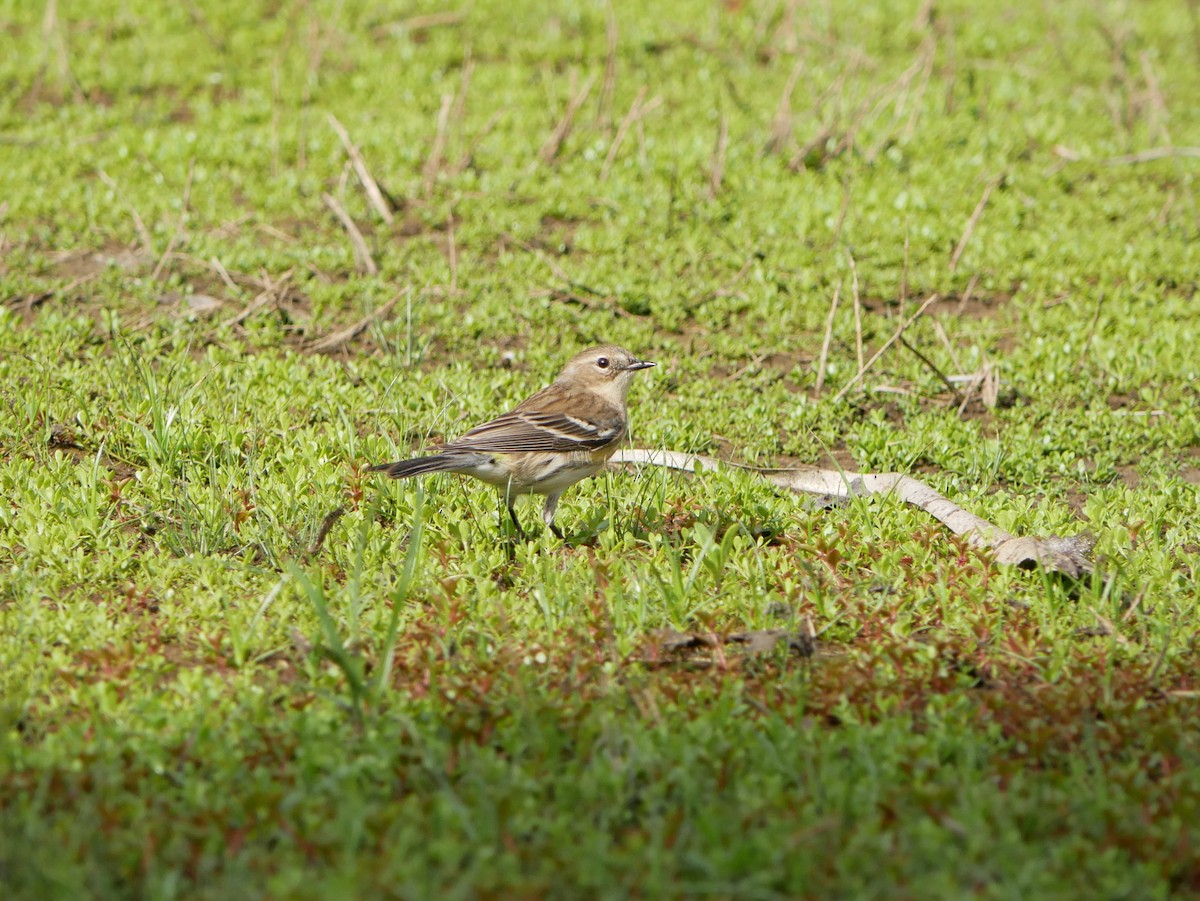 Yellow-rumped Warbler - ML616866687