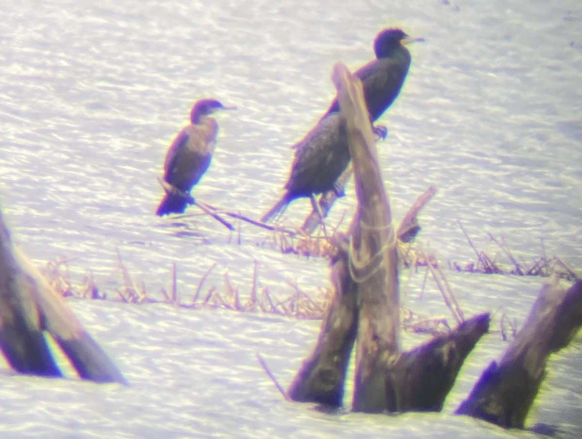 Neotropic Cormorant - ML616866707