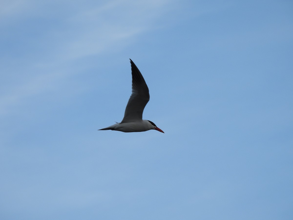 Caspian Tern - ML616866763