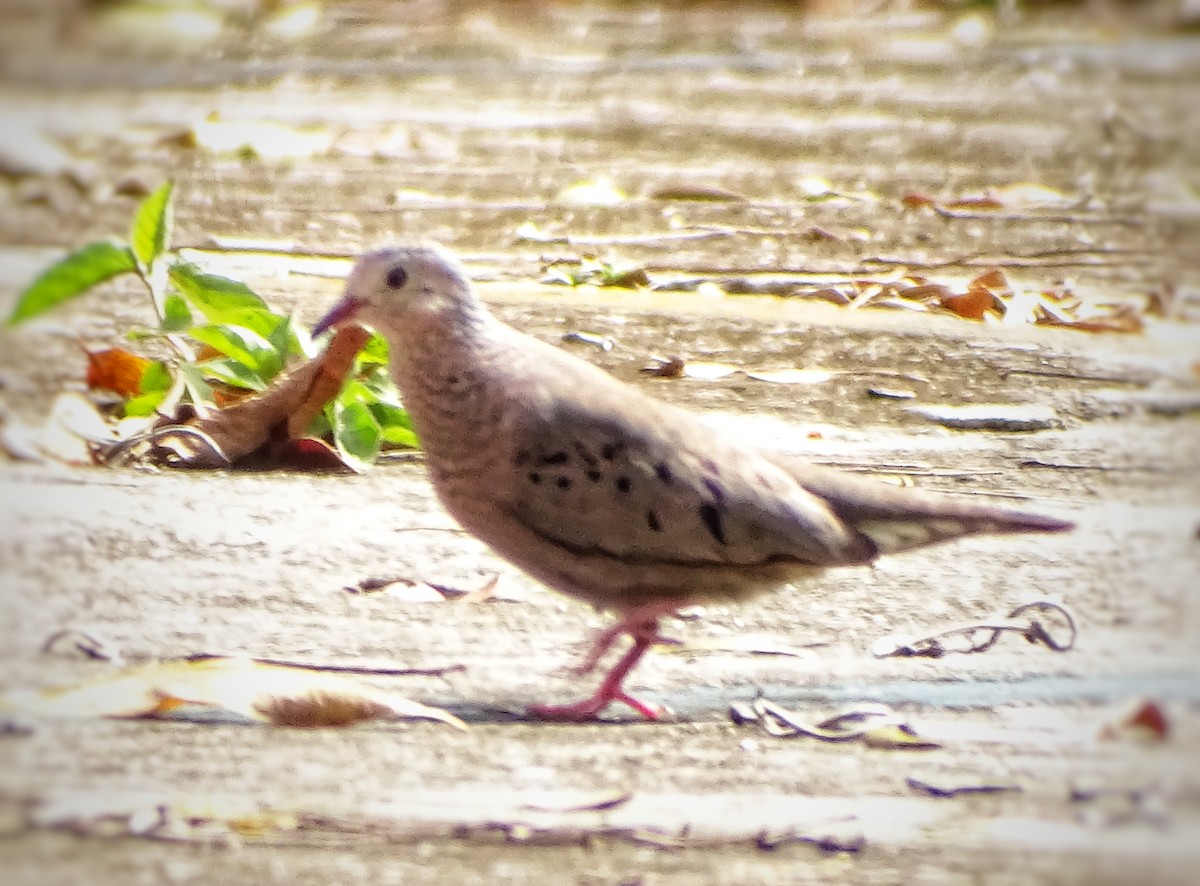 Common Ground Dove - ML616866780