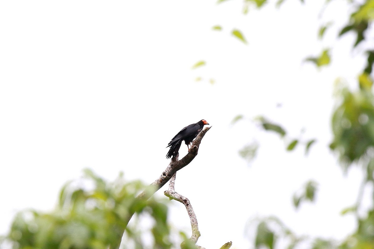 Black Caracara - ML616866803