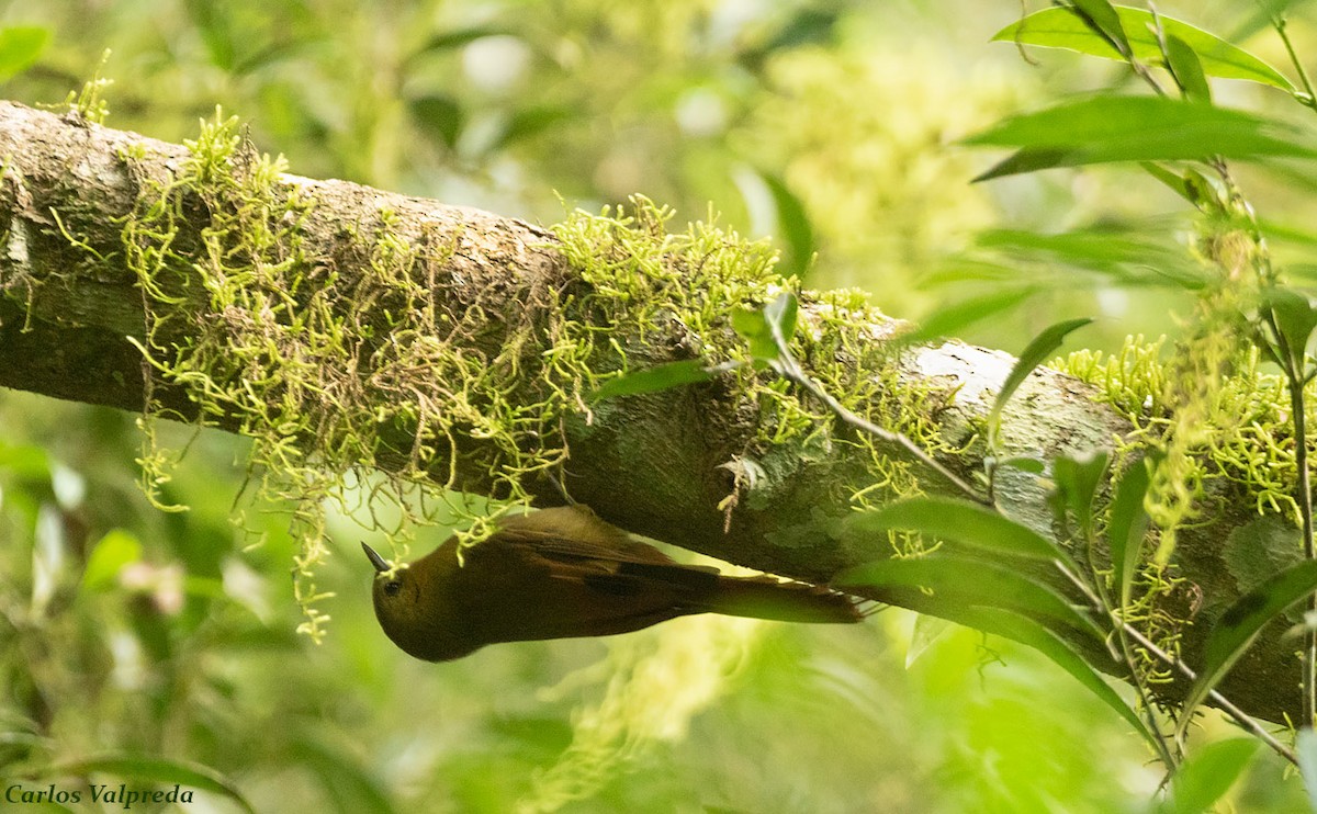 Olivaceous Woodcreeper - ML616866822