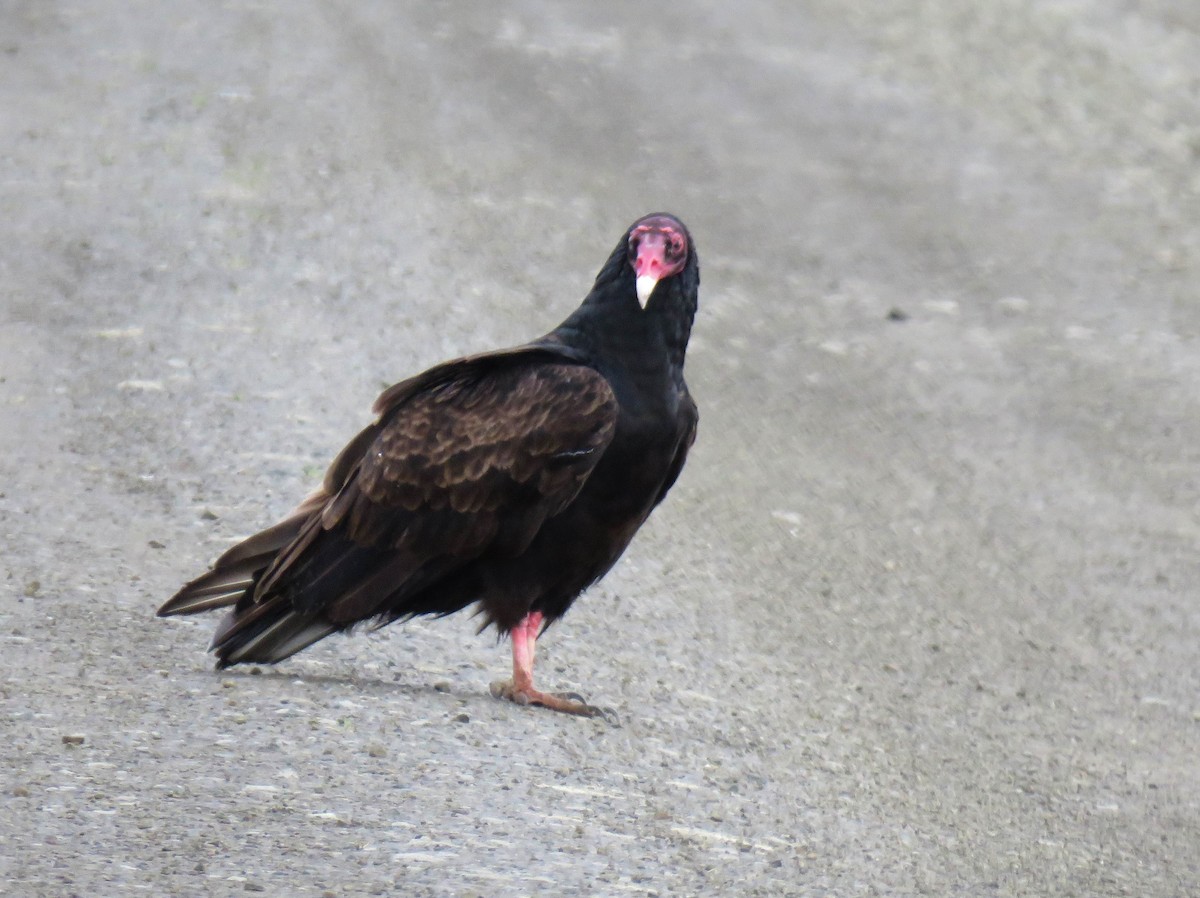 Turkey Vulture - Hendrik Herlyn