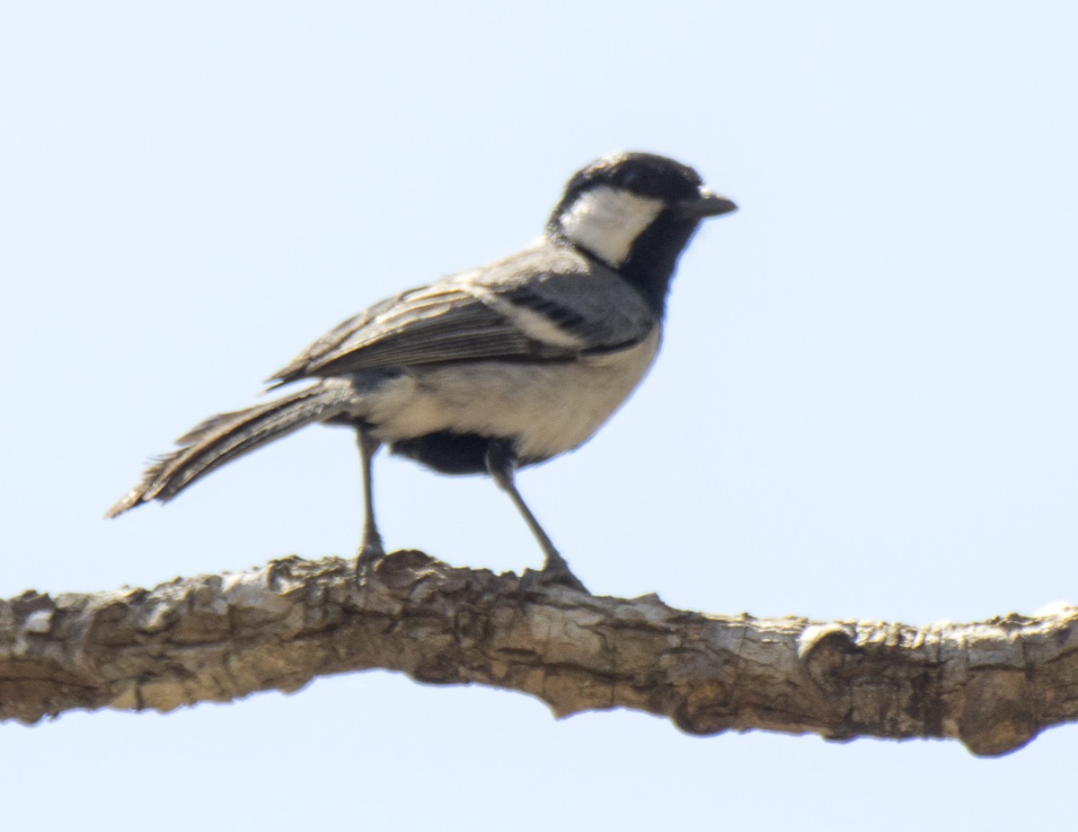 Cinereous Tit - ML616866909