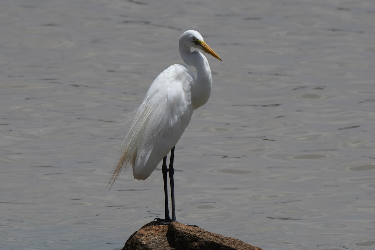 Great Egret - ML616866923