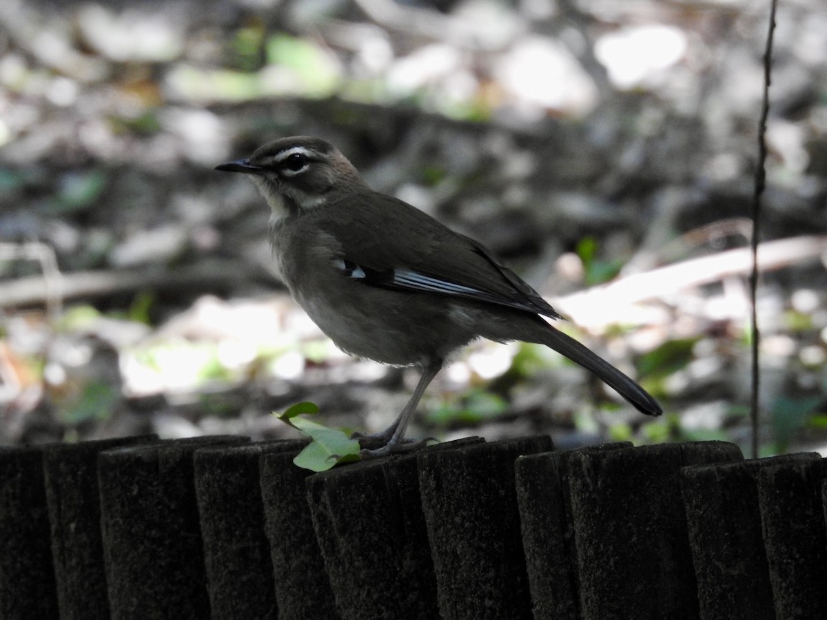 Brown Scrub-Robin - ML616866940