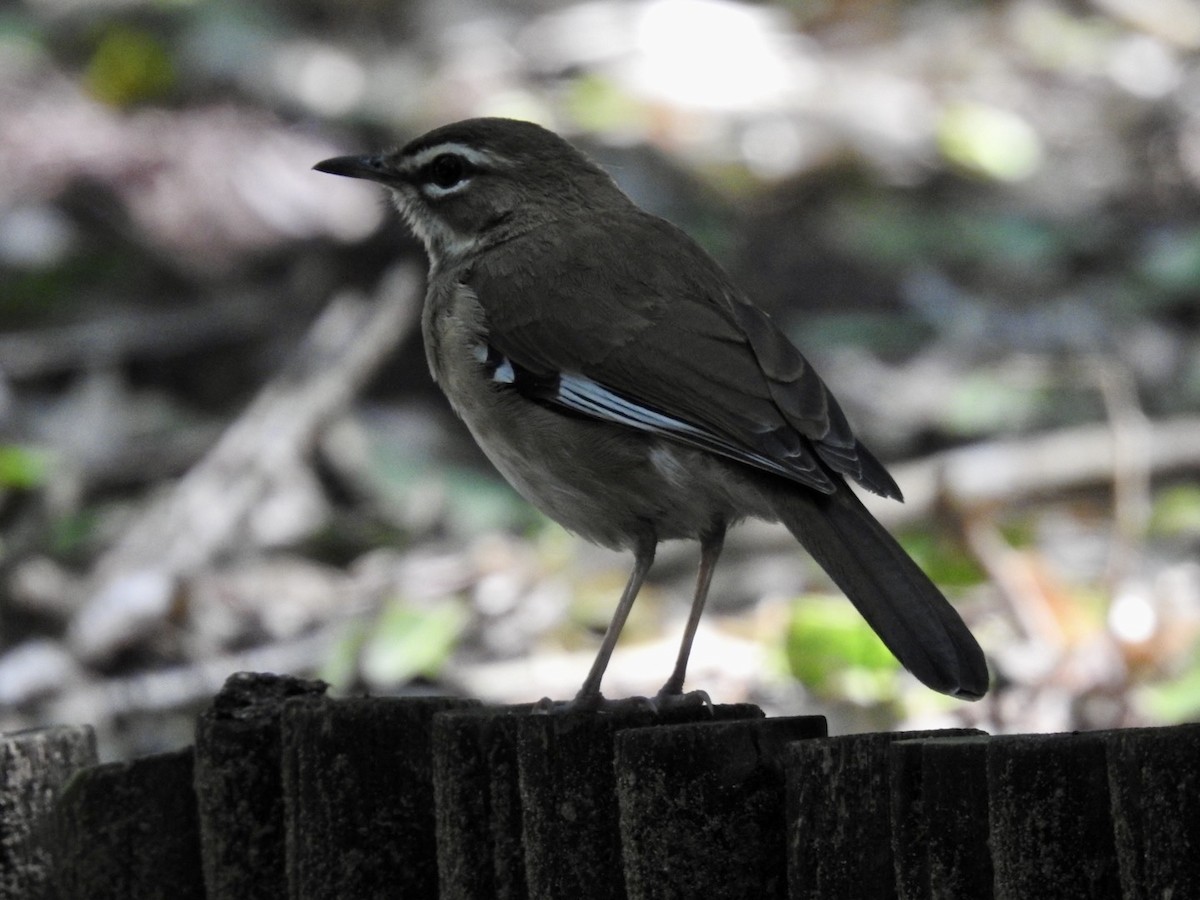 Brown Scrub-Robin - ML616866942