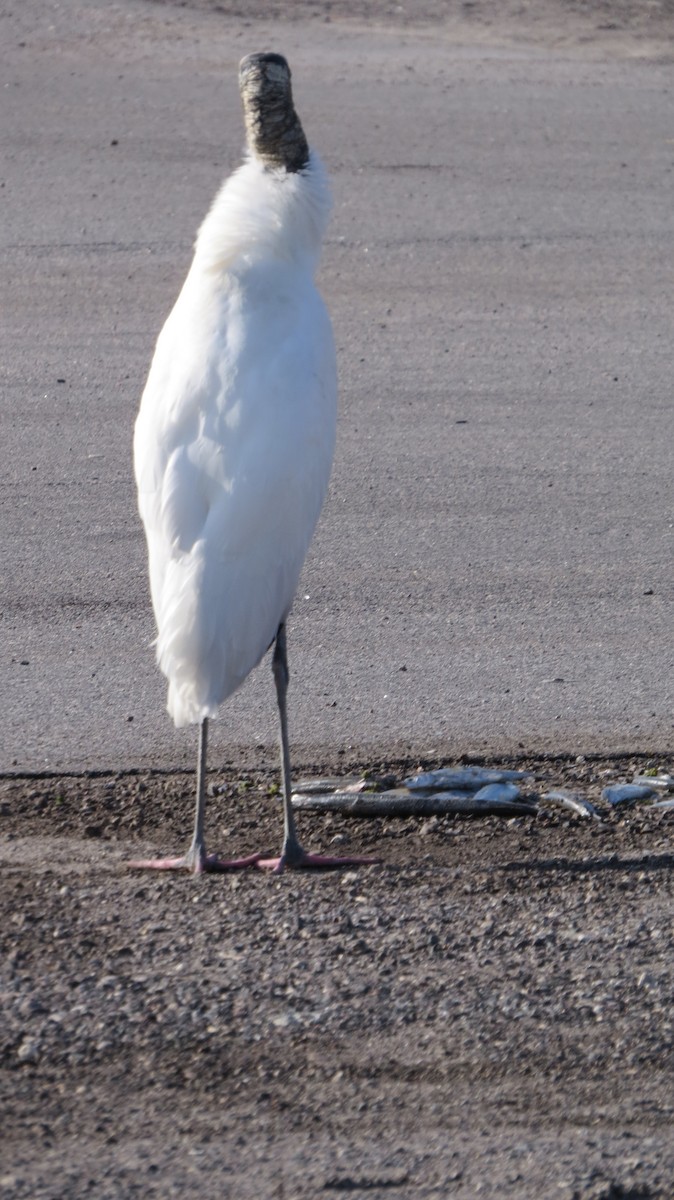 Wood Stork - ML616866946