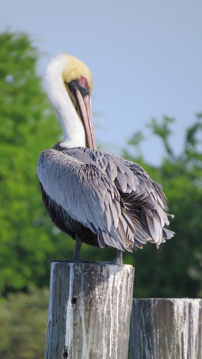 pelikán hnědý - ML616866951