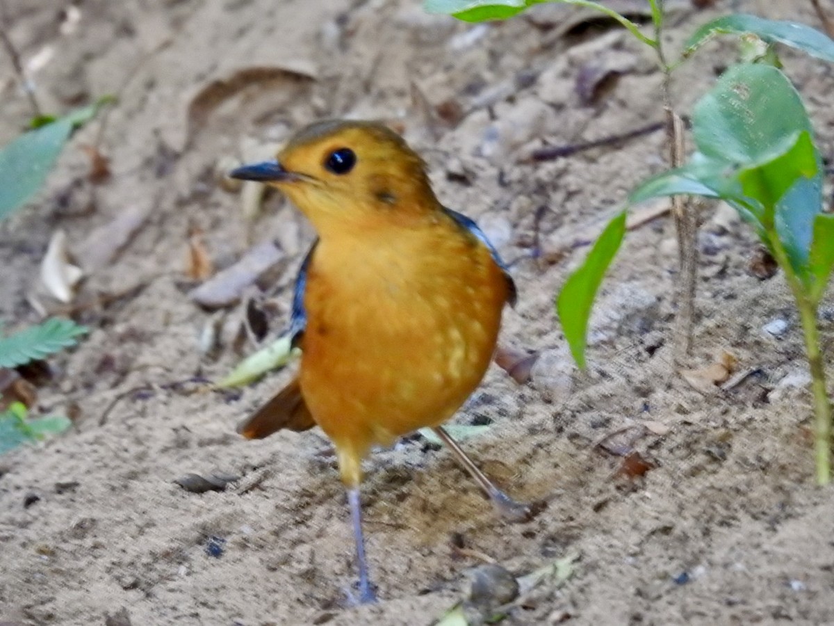 Red-capped Robin-Chat - ML616866957