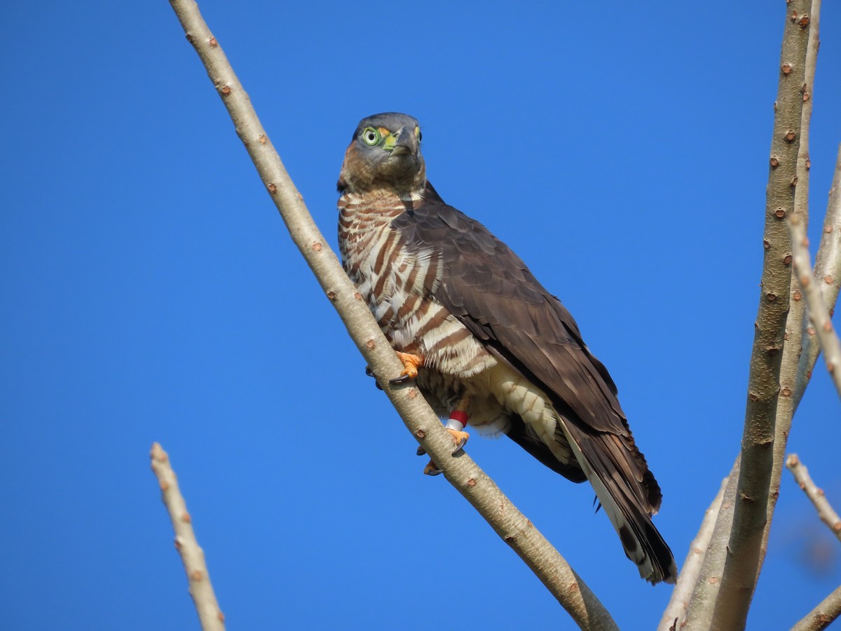 Hook-billed Kite - ML616866960