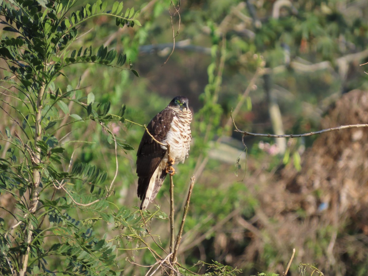 Hook-billed Kite - ML616866963