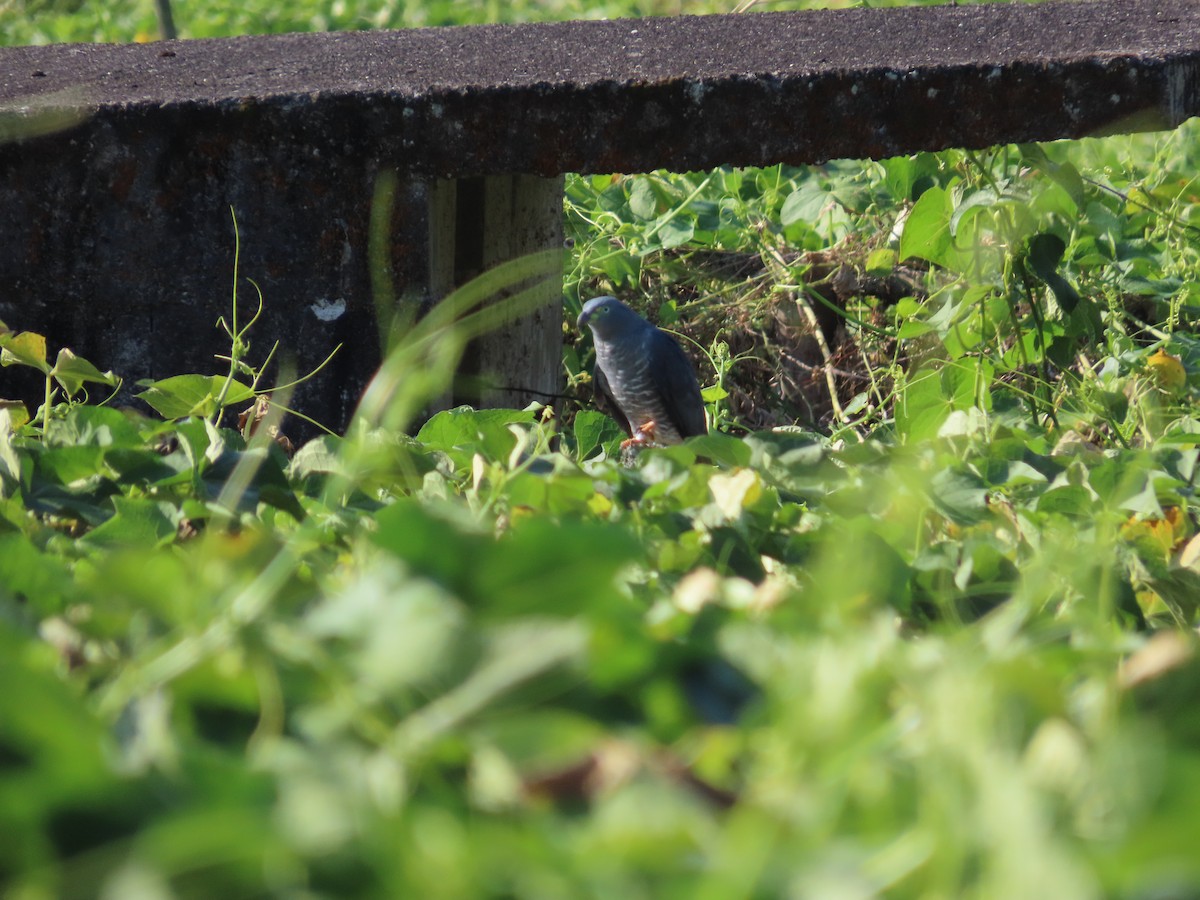 Hook-billed Kite - ML616866968