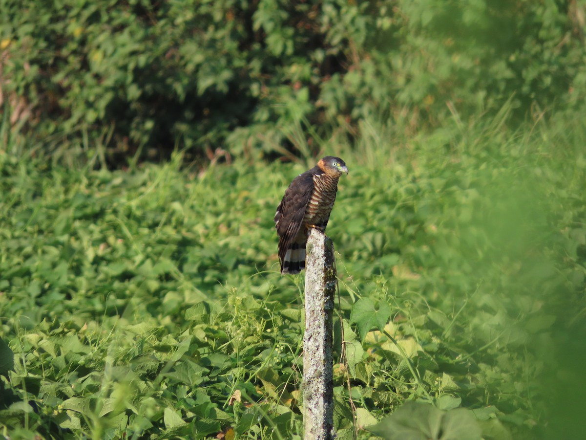 Hook-billed Kite - ML616866970