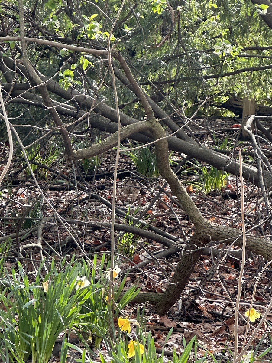 Cooper's Hawk - Cassidy Ficker