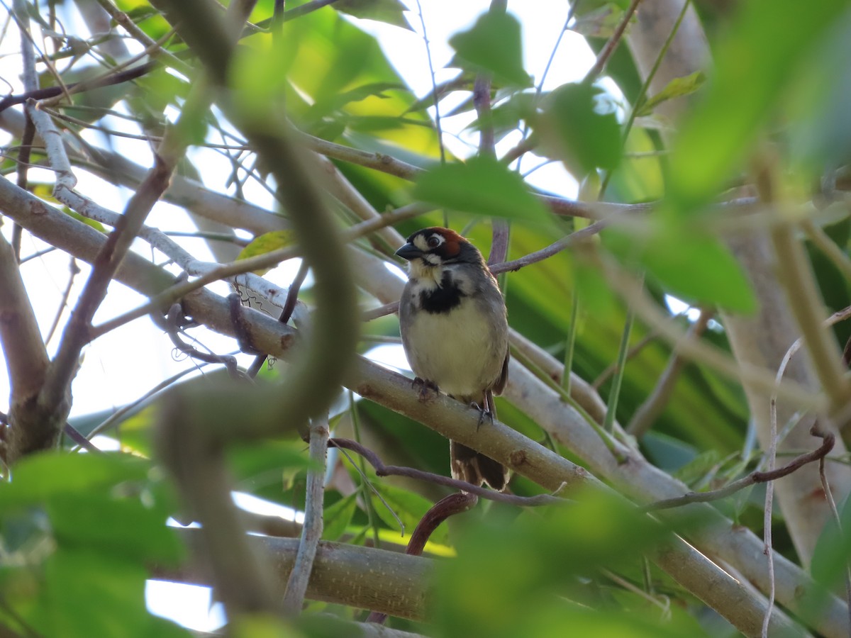 Cabanis's Ground-Sparrow - ML616867005