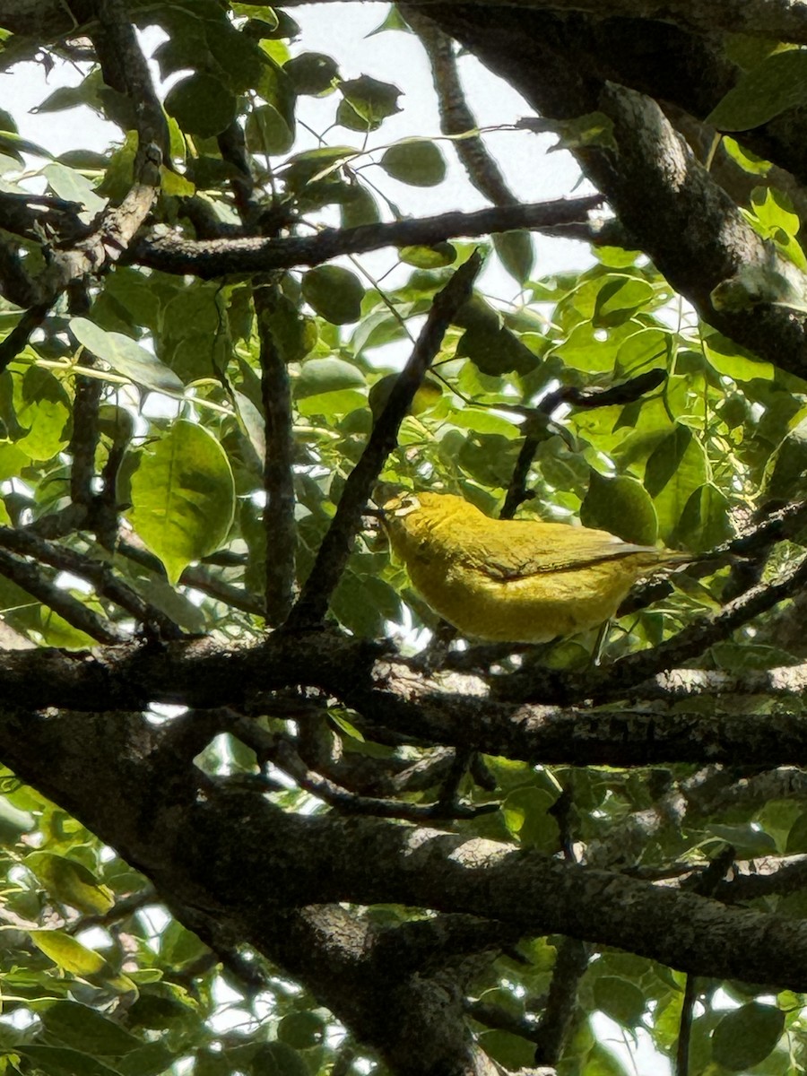 Southern Yellow White-eye - ML616867052