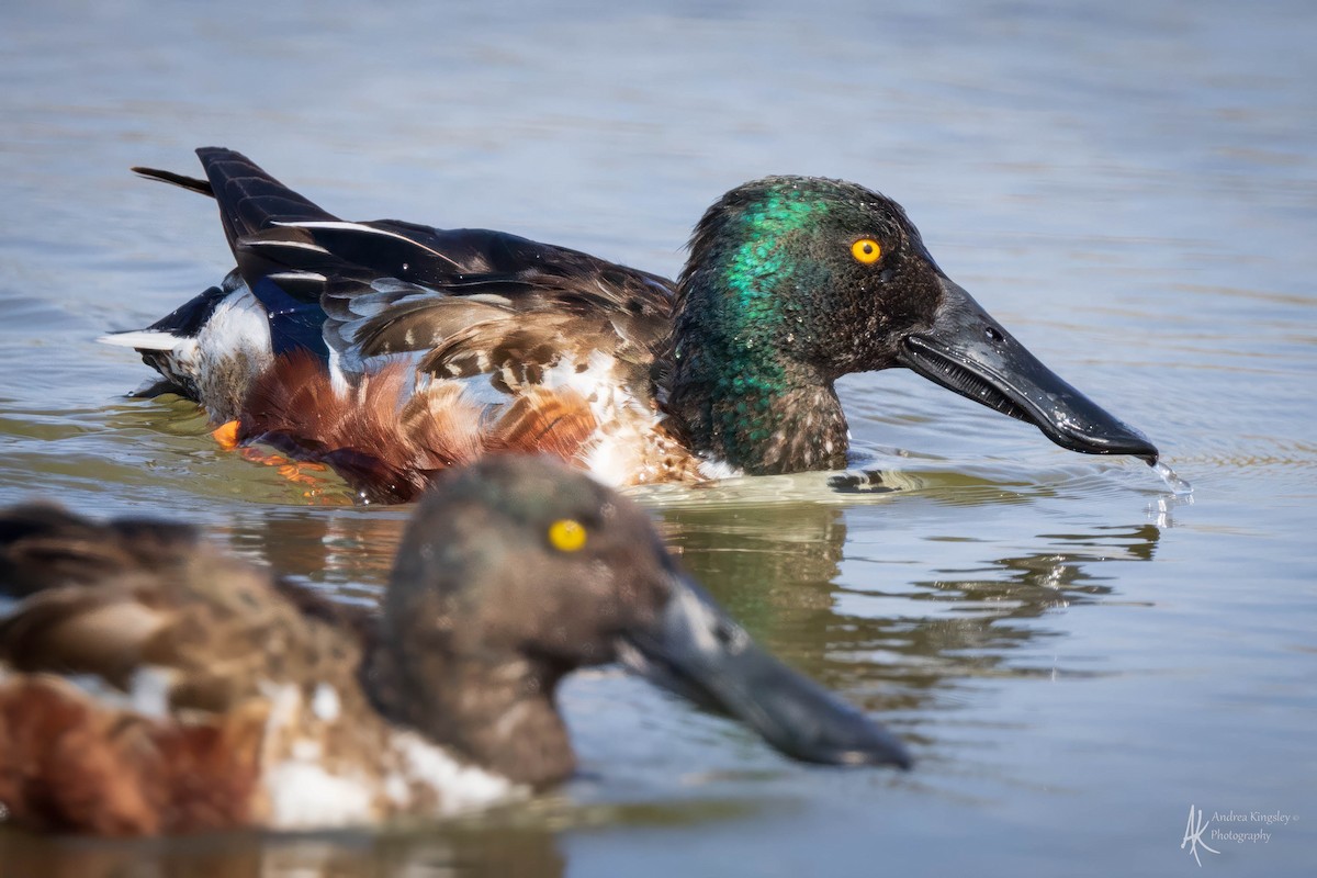 Northern Shoveler - ML616867055