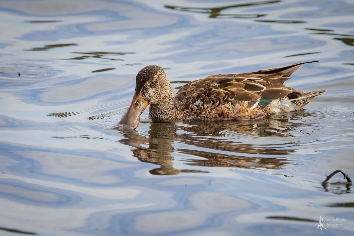 Northern Shoveler - ML616867056