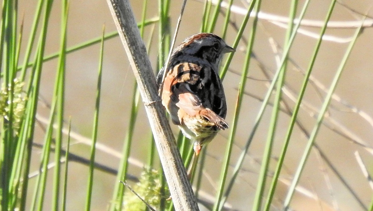 Swamp Sparrow - ML616867089