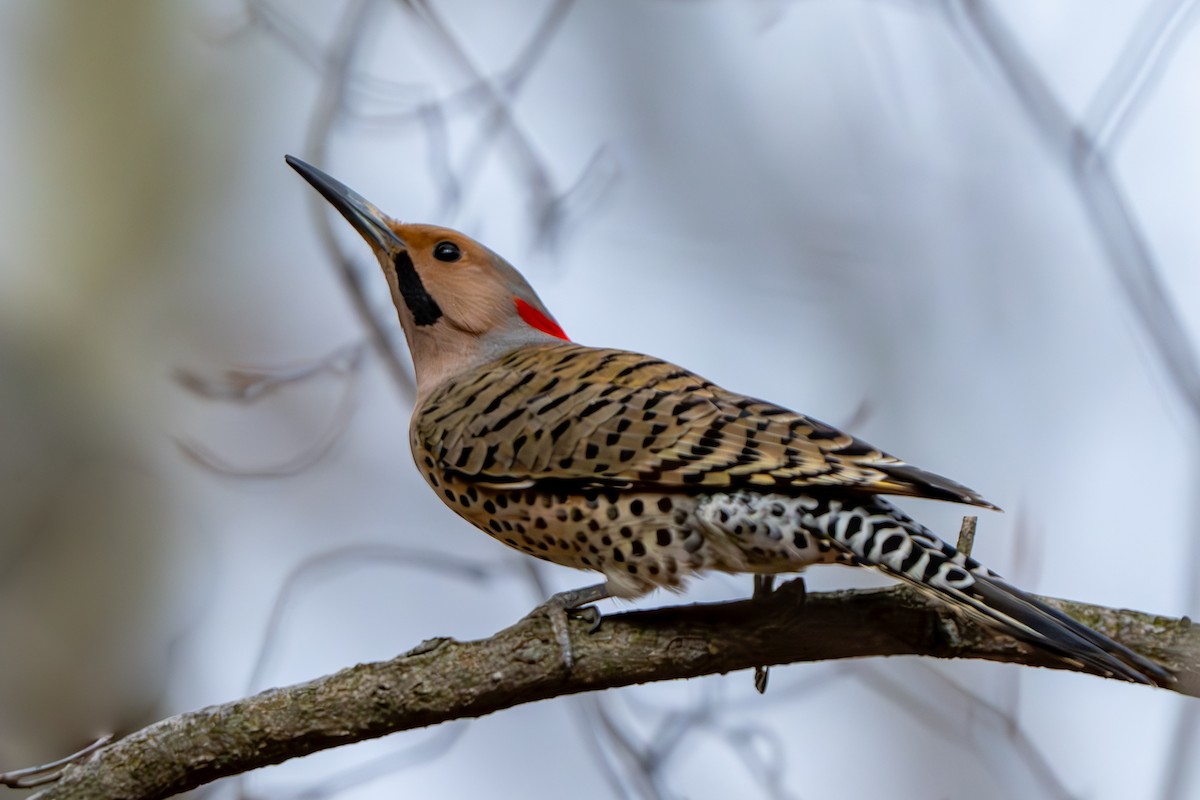 Northern Flicker - ML616867105