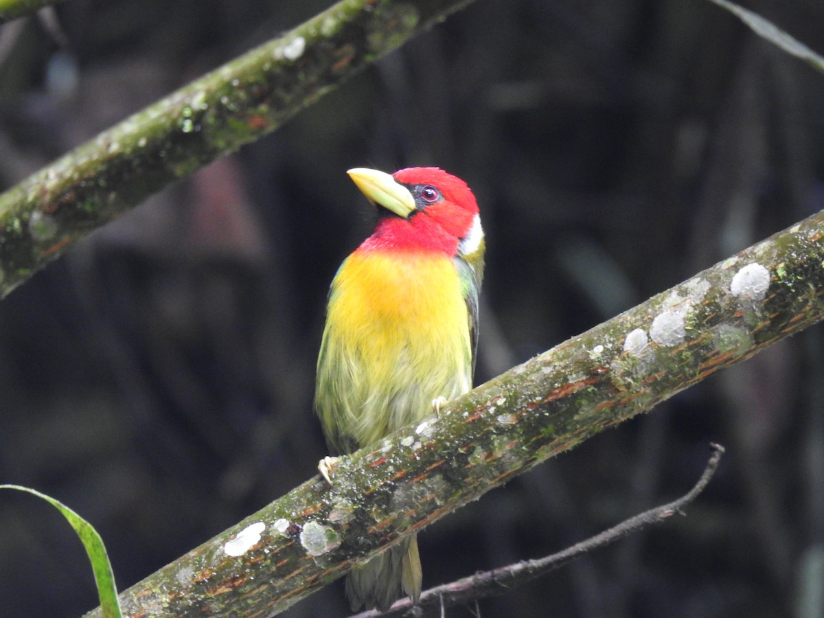 Red-headed Barbet - ML616867182