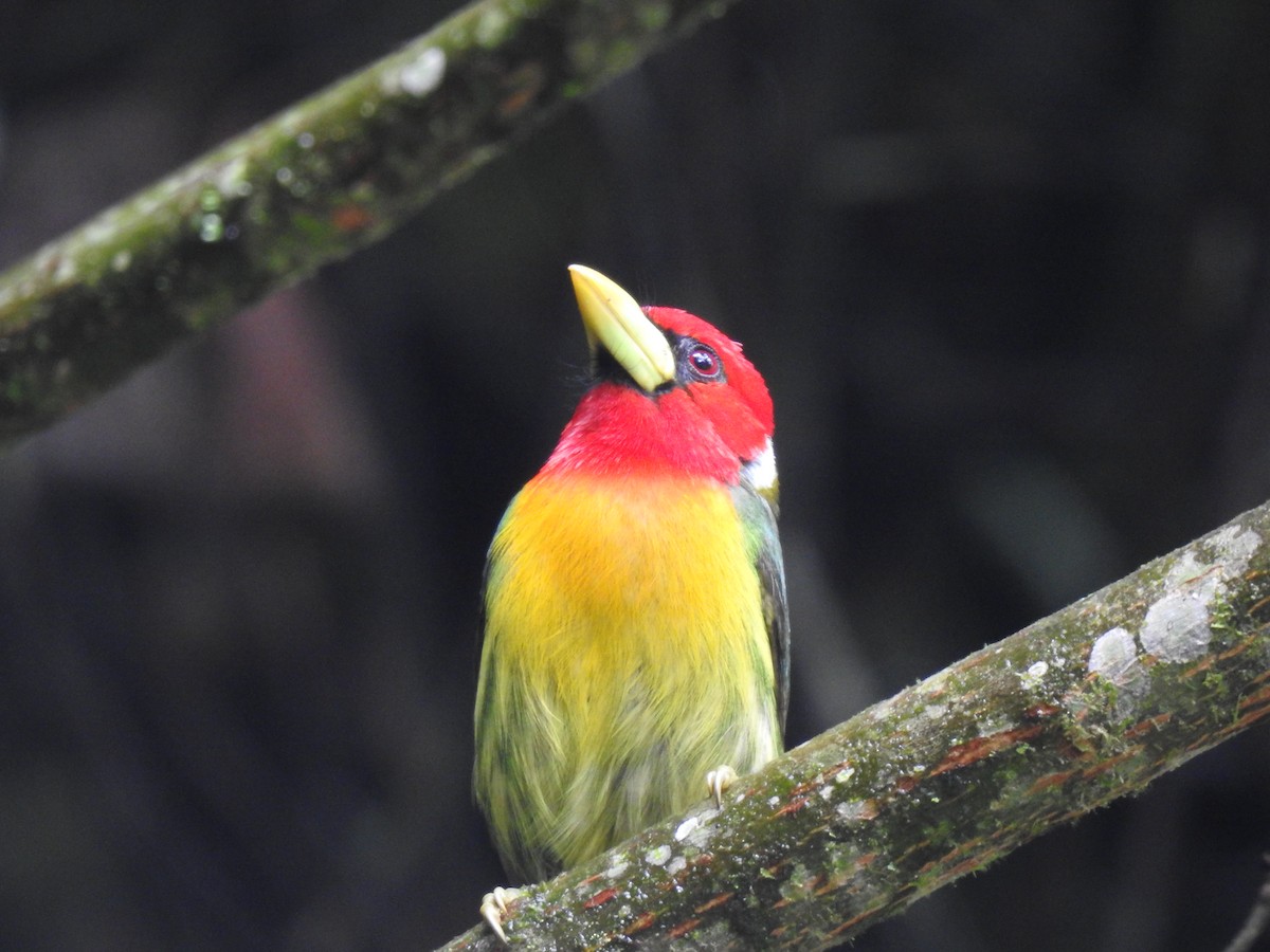 Red-headed Barbet - ML616867184