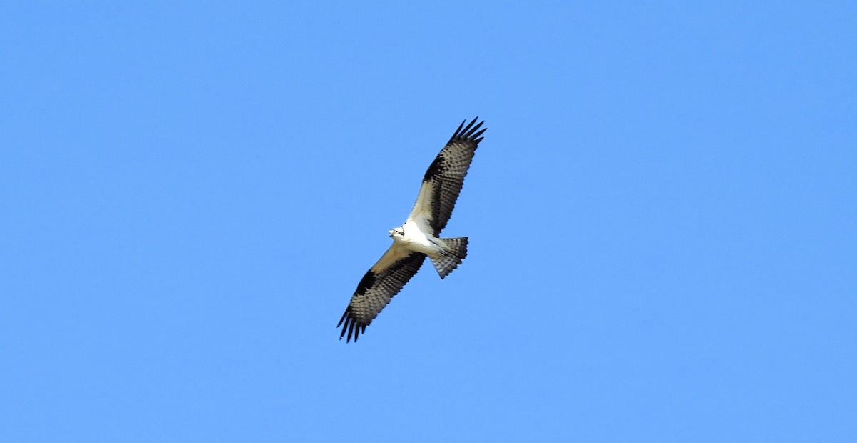 Osprey - ML616867188