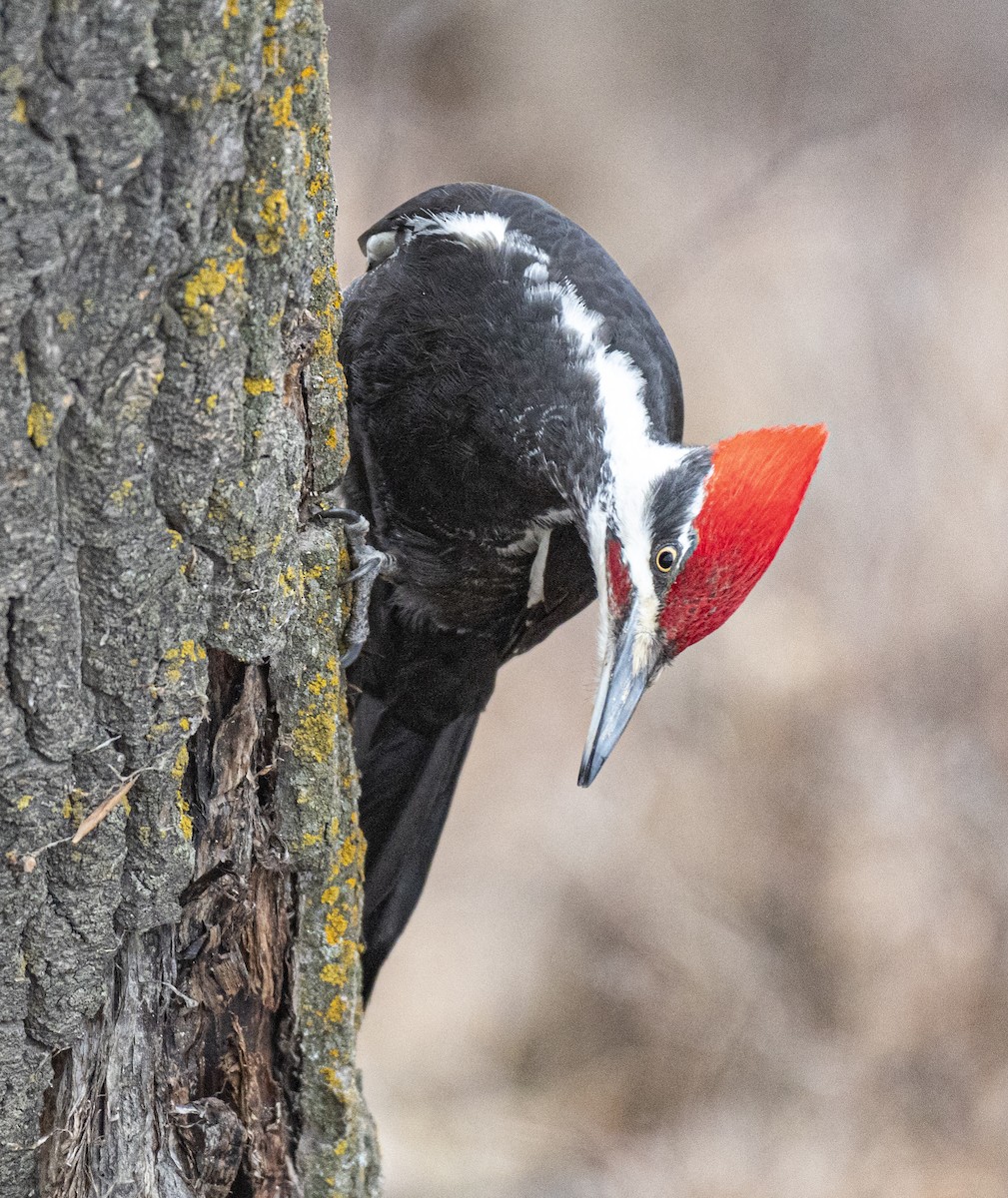 Pileated Woodpecker - ML616867194