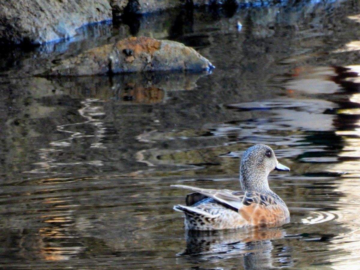 American Wigeon - ML616867215