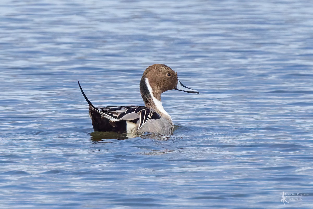 Northern Pintail - Andrea Kingsley