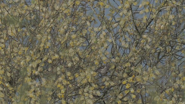 Redpoll (Common) - ML616867221