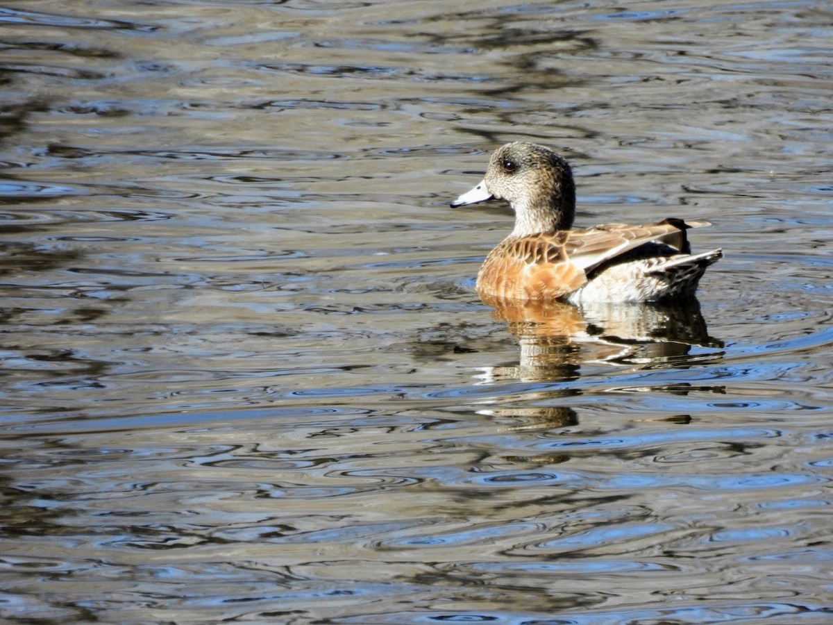 American Wigeon - ML616867231