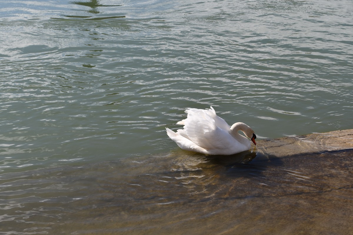 Mute Swan - ML616867235