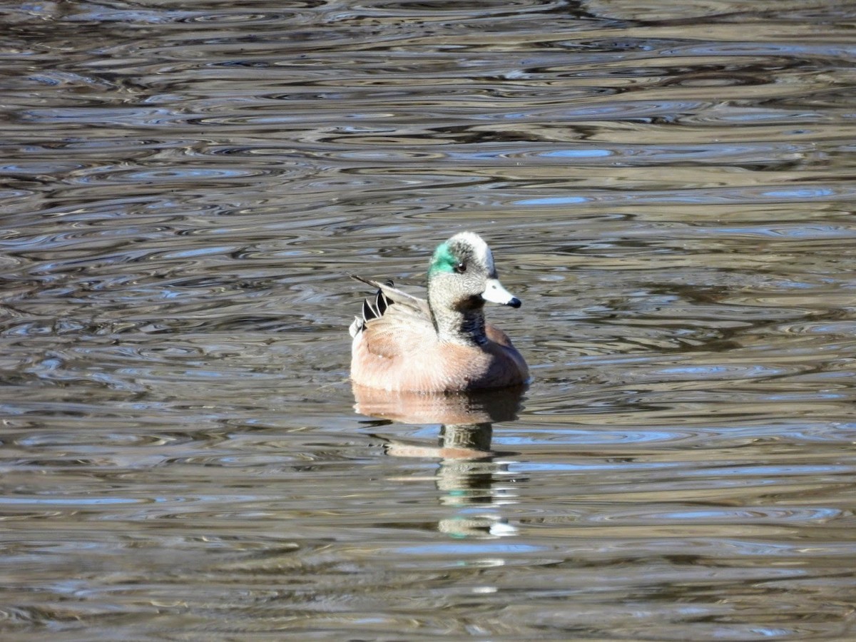 American Wigeon - ML616867248