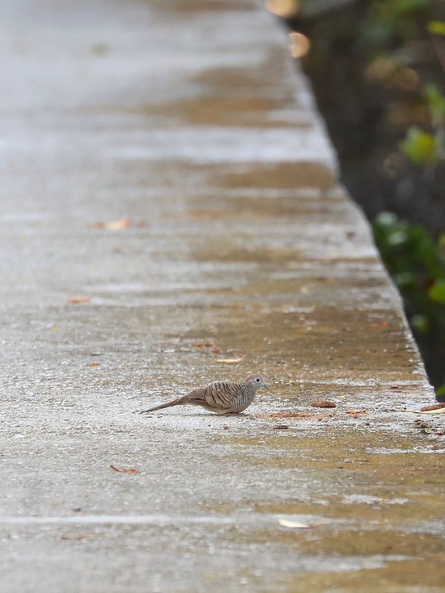 Zebra Dove - ML616867270