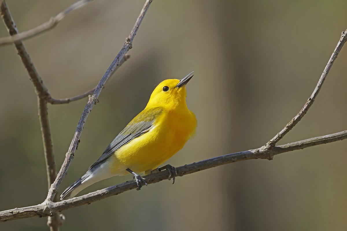 Prothonotary Warbler - Donnie Coody