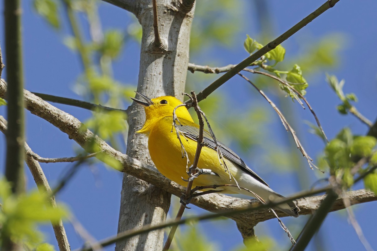 Prothonotary Warbler - Donnie Coody