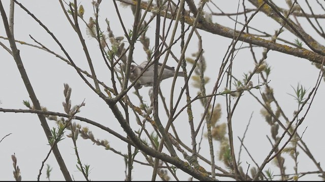 Redpoll (Common) - ML616867366