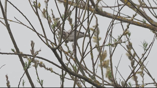 Common Redpoll - ML616867366