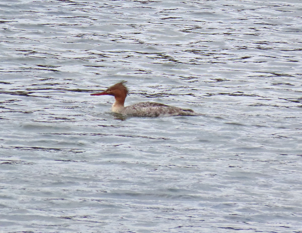 Red-breasted Merganser - ML616867422