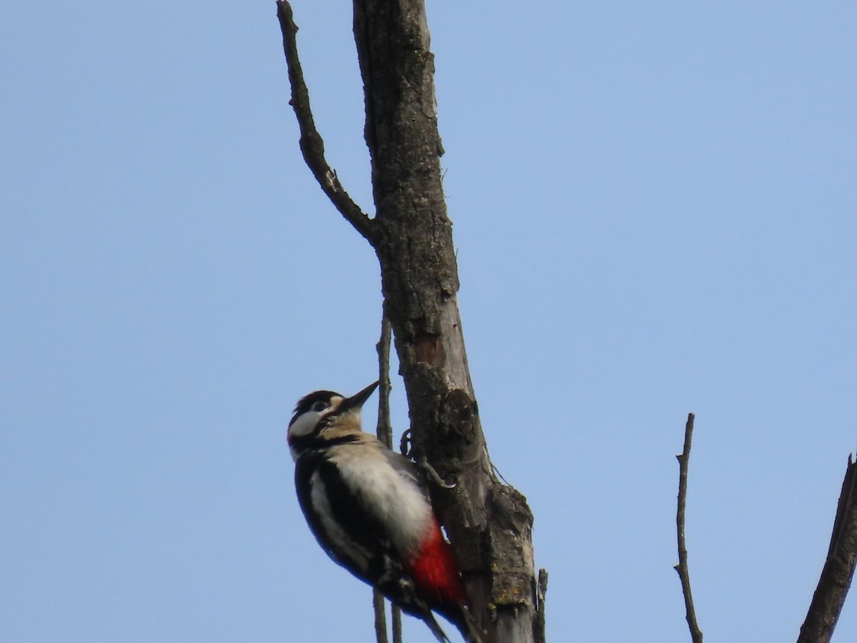 Great Spotted Woodpecker - ML616867602